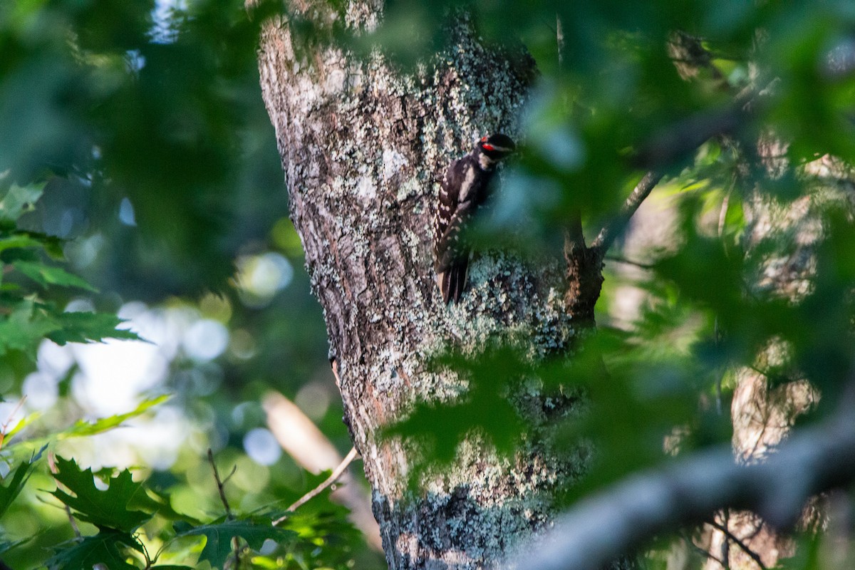 Hairy Woodpecker - ML638255237