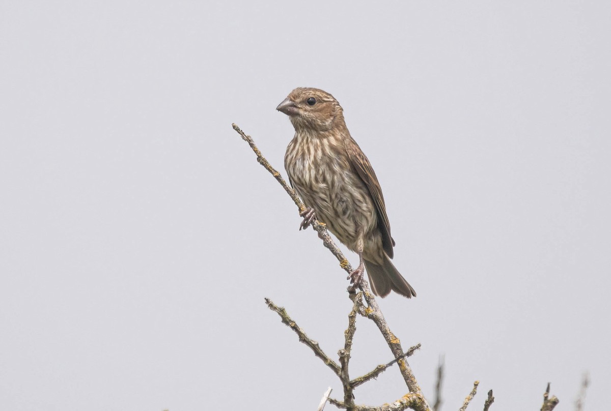 Purple Finch - ML638255244