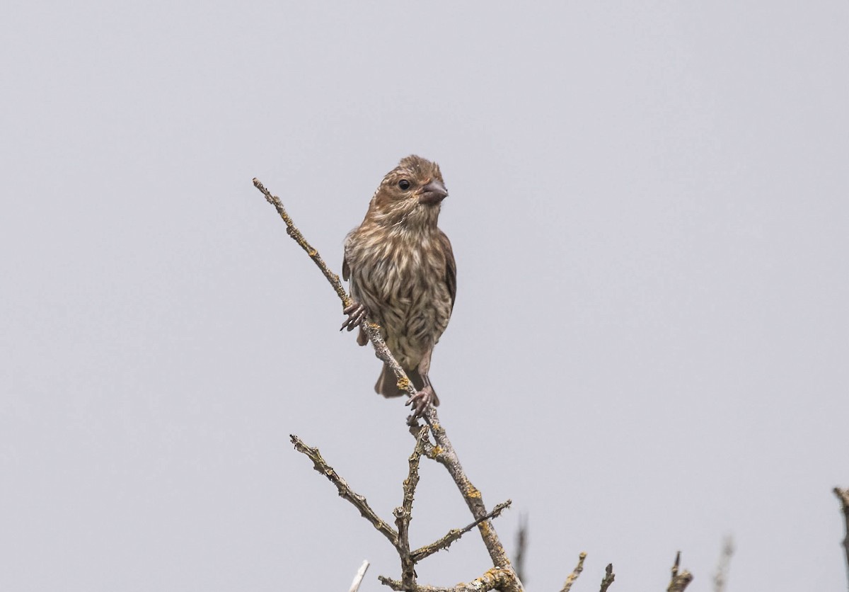 Purple Finch - ML638255245