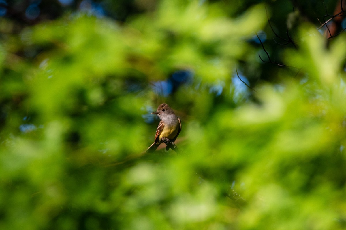 Great Crested Flycatcher - ML638255247