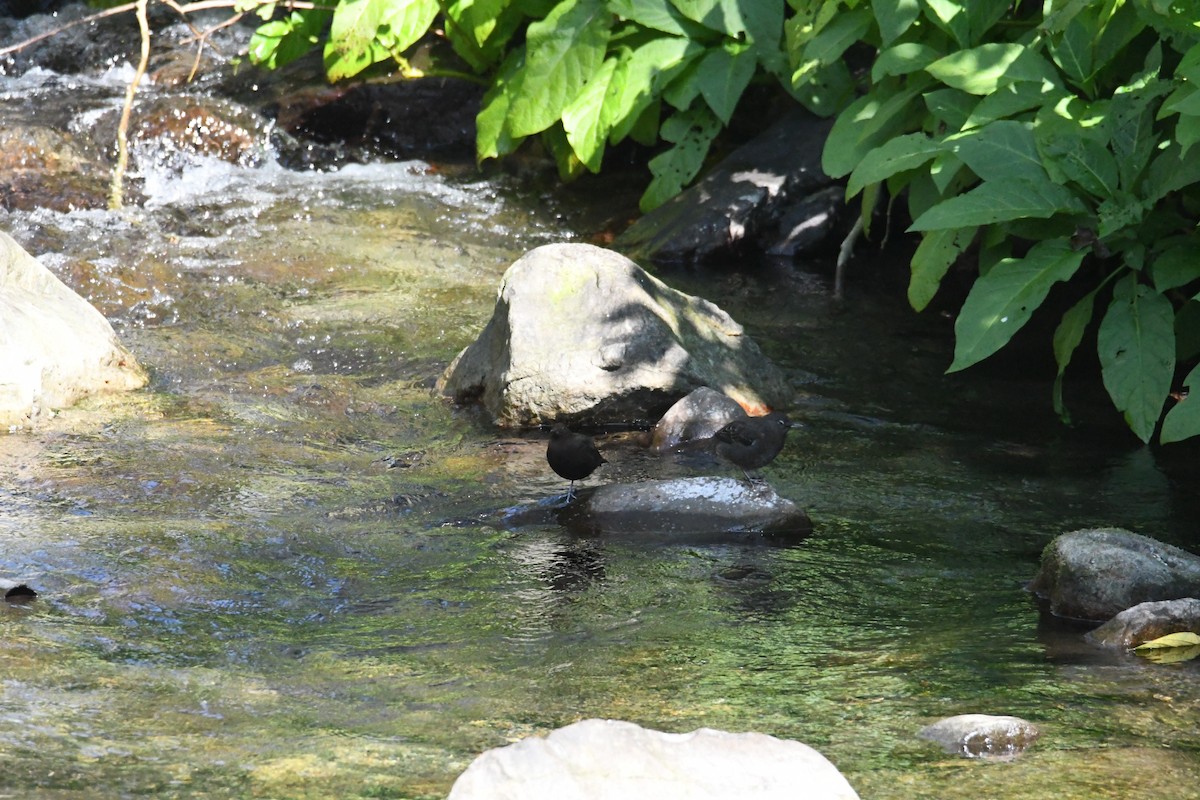 Brown Dipper - ML638255253