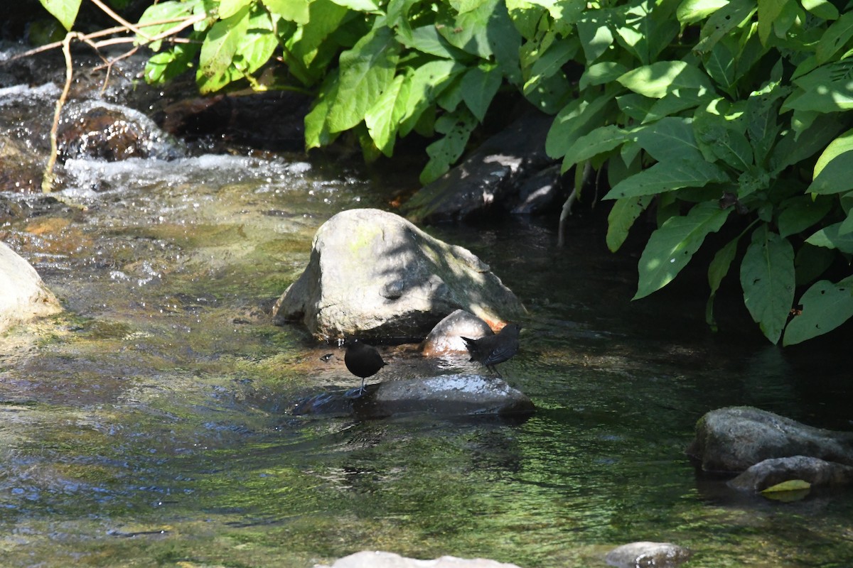 Brown Dipper - ML638255256