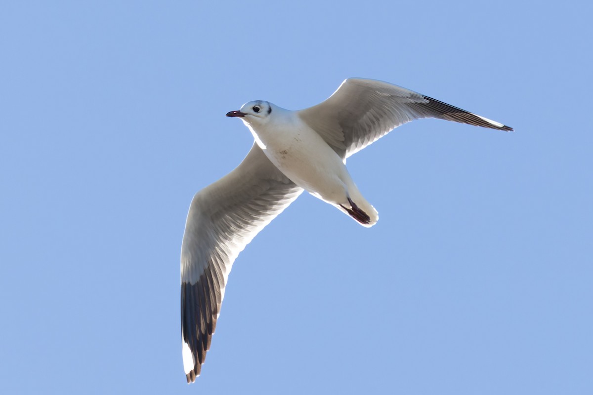 Brown-hooded Gull - ML638255259