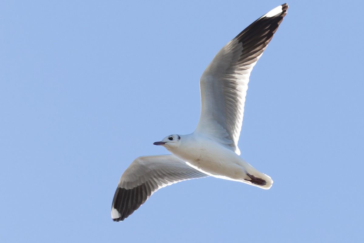 Brown-hooded Gull - ML638255261