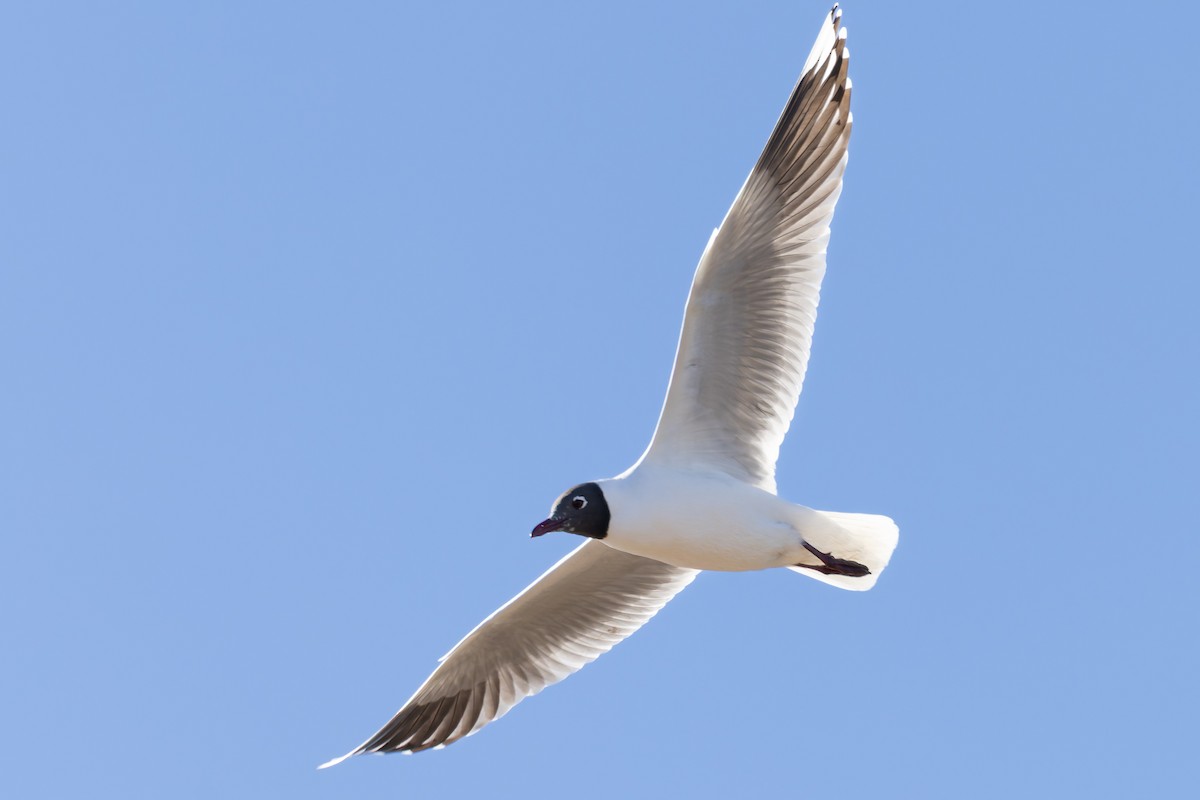 Brown-hooded Gull - ML638255262