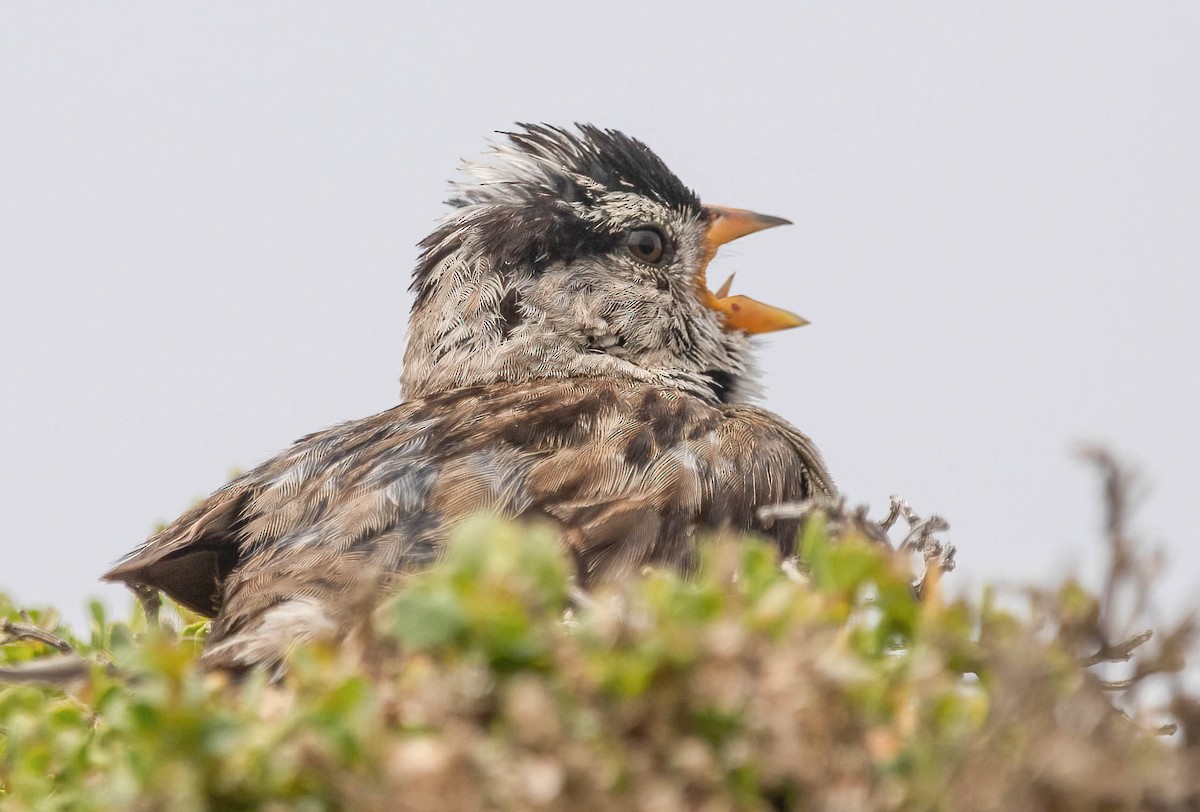 White-crowned Sparrow - ML638255263