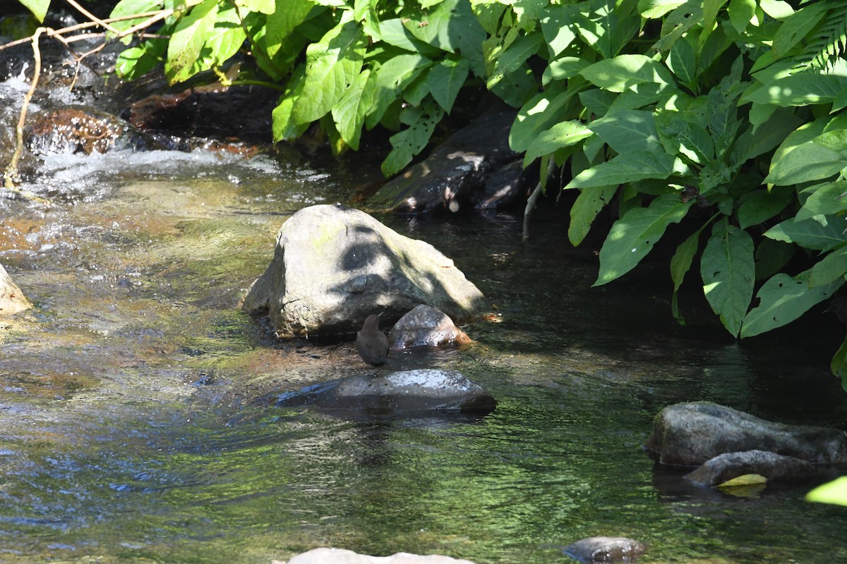 Brown Dipper - ML638255275