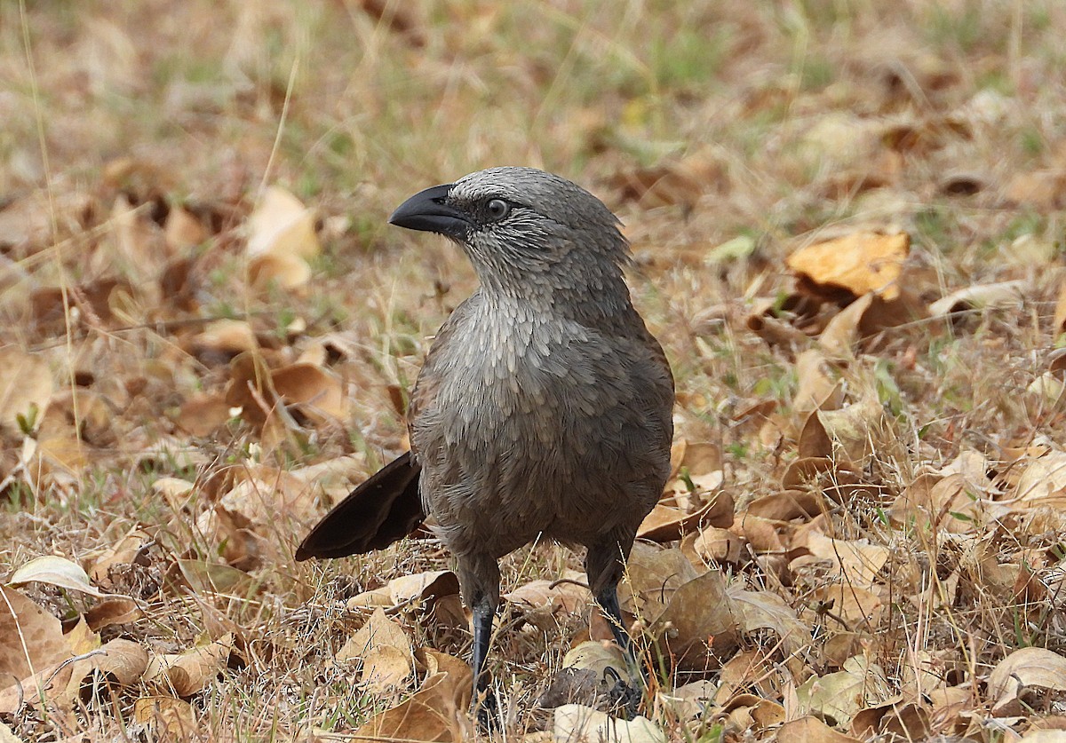 Apostlebird - ML638255288