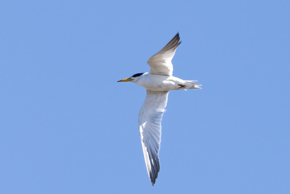 Yellow-billed Tern - ML638255289