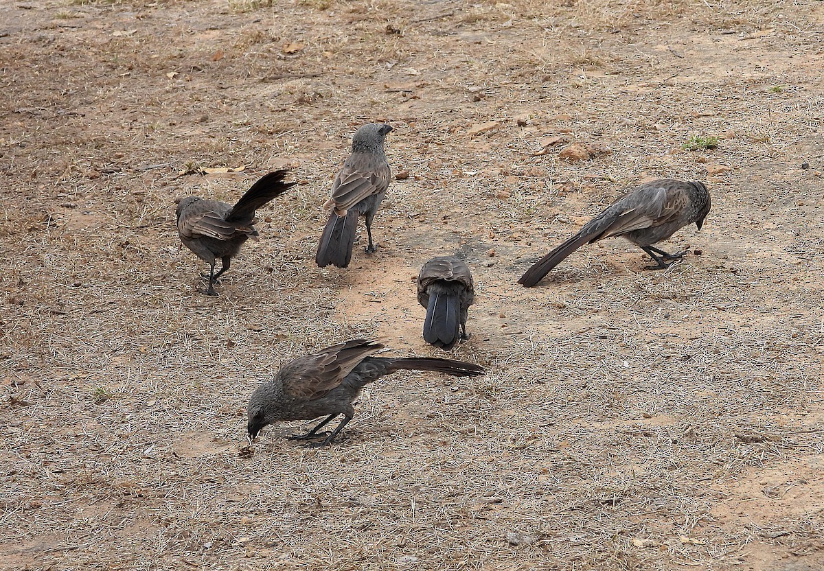 Apostlebird - ML638255292