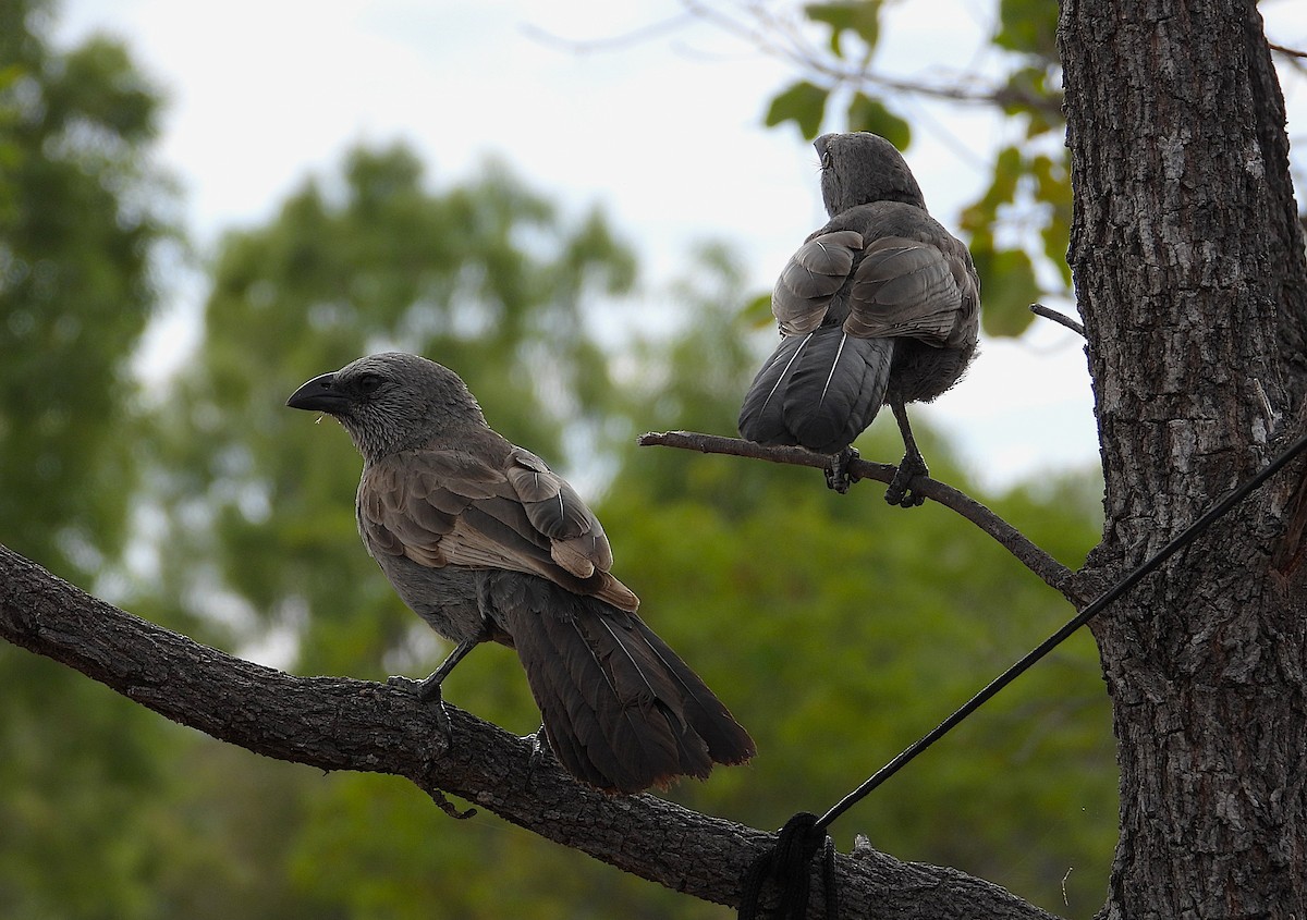 Apostlebird - ML638255298