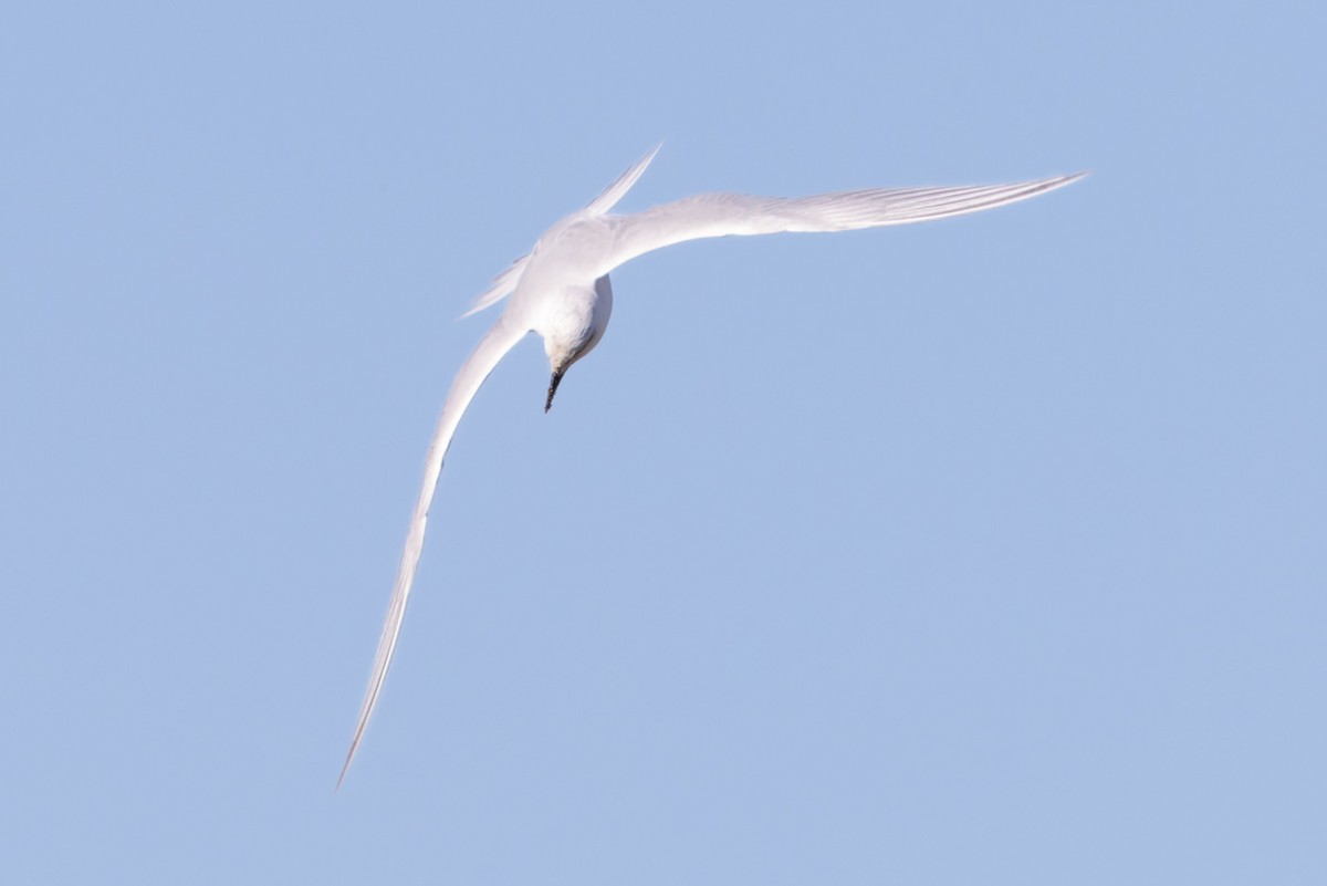 Gull-billed Tern - ML638255302