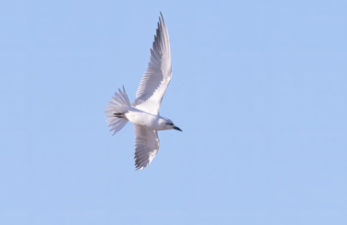 Gull-billed Tern - ML638255303