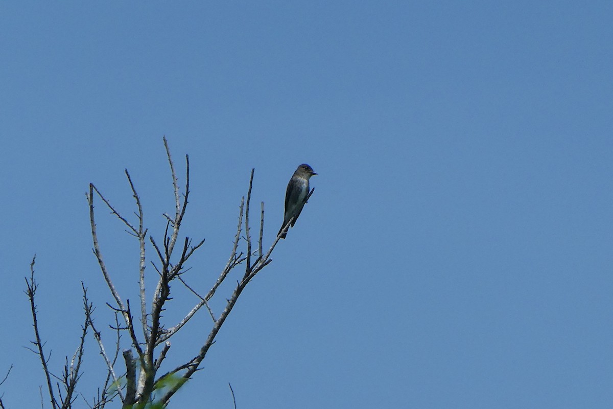 Olive-sided Flycatcher - ML638255311