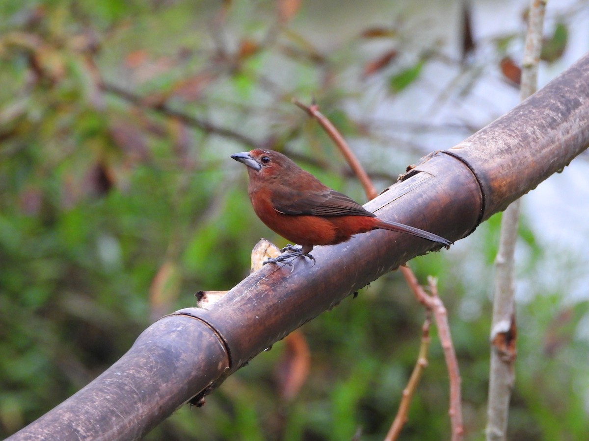 Silver-beaked Tanager - ML638255323