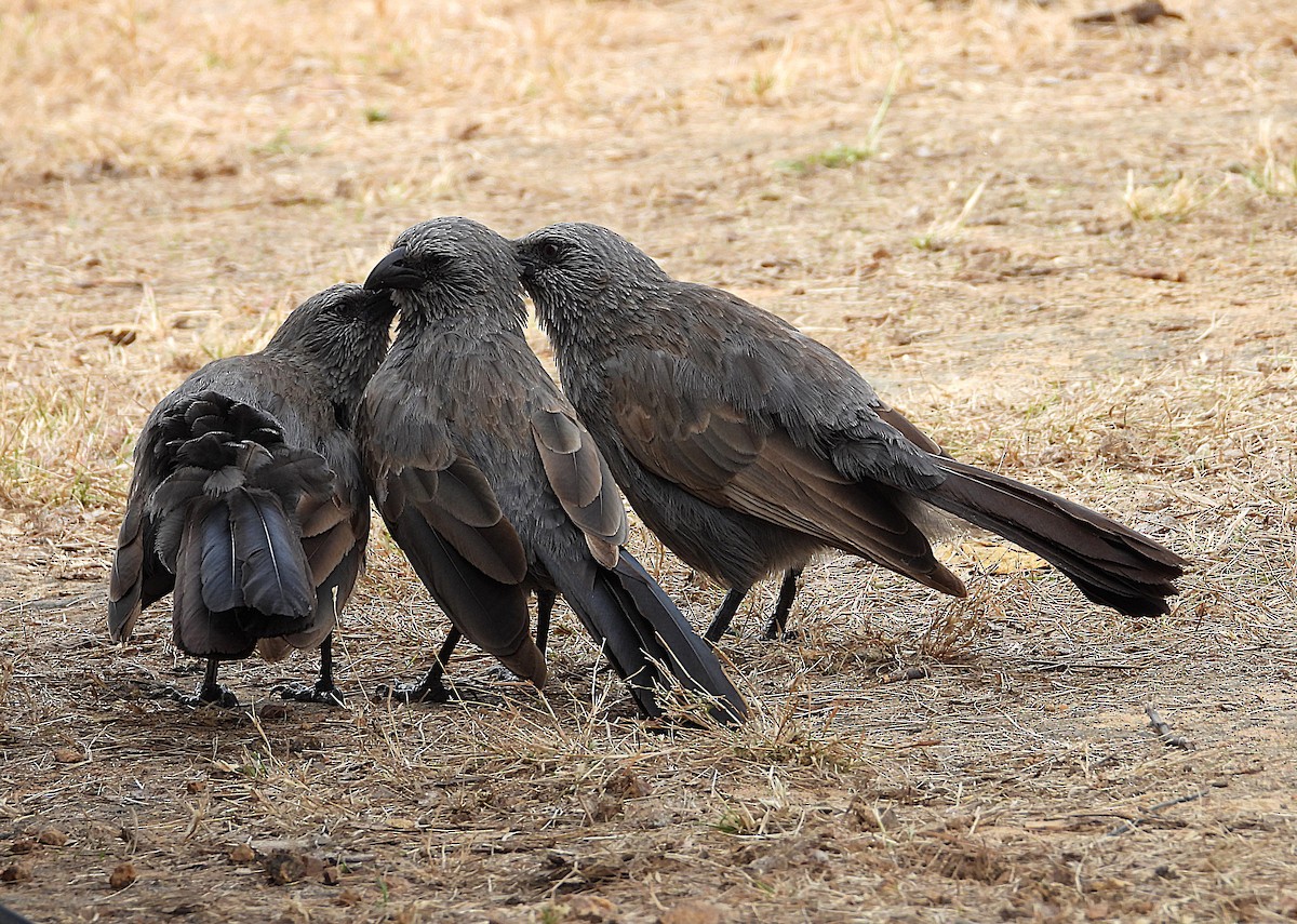 Apostlebird - ML638255332