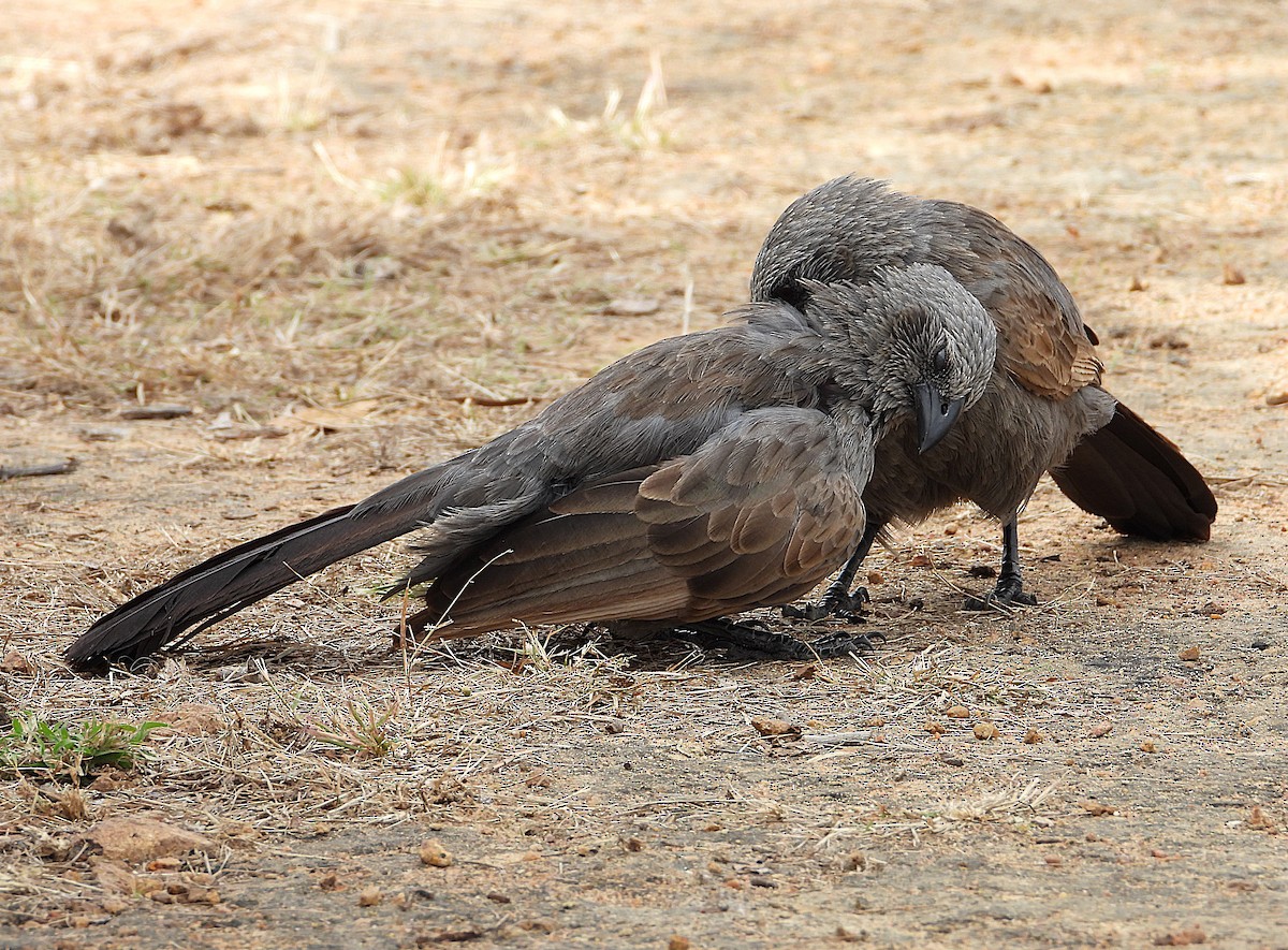 Apostlebird - ML638255334