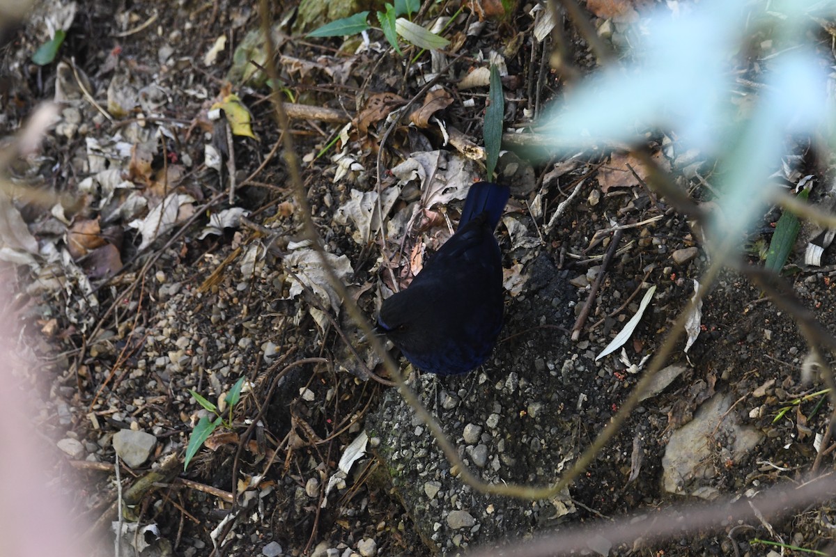 Taiwan Whistling-Thrush - ML638255344