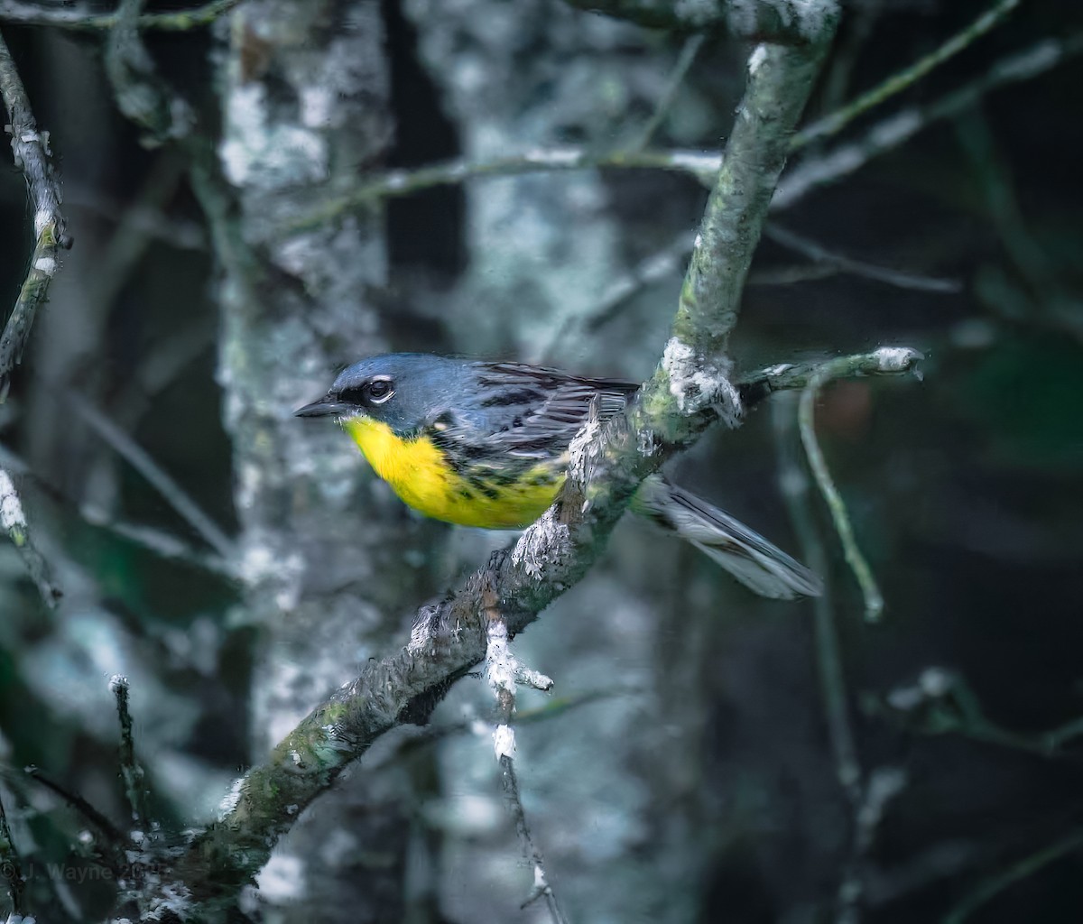 Kirtland's Warbler - ML638255348