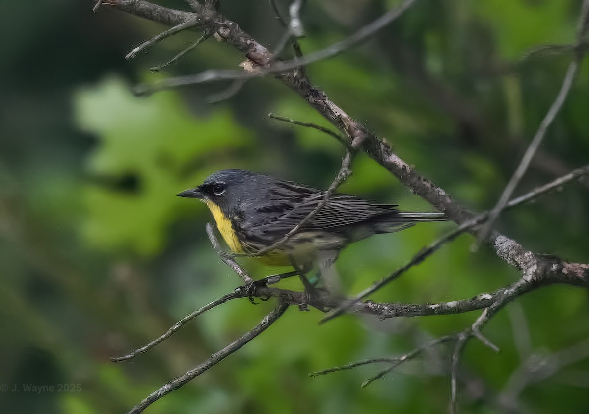 Kirtland's Warbler - ML638255349