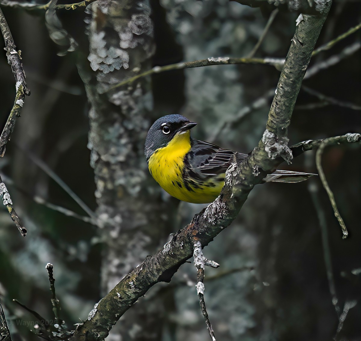 Kirtland's Warbler - ML638255350
