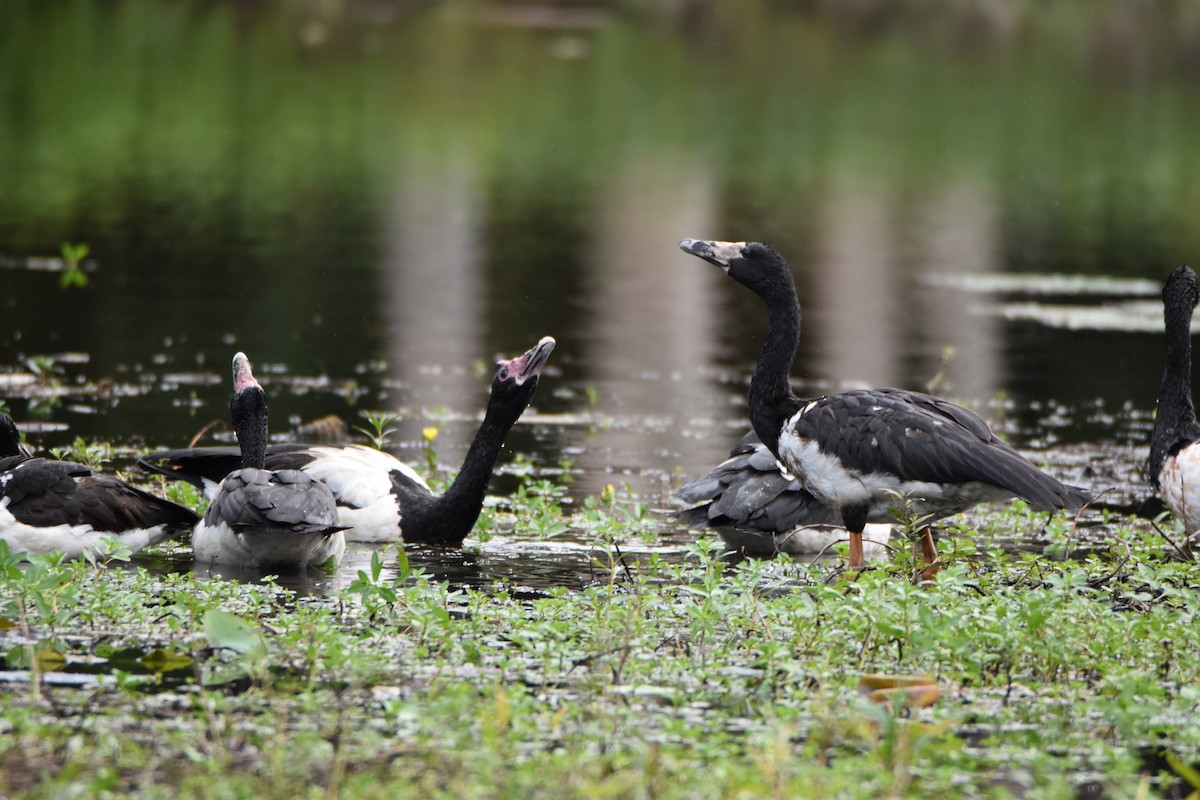 Magpie Goose - ML638255363