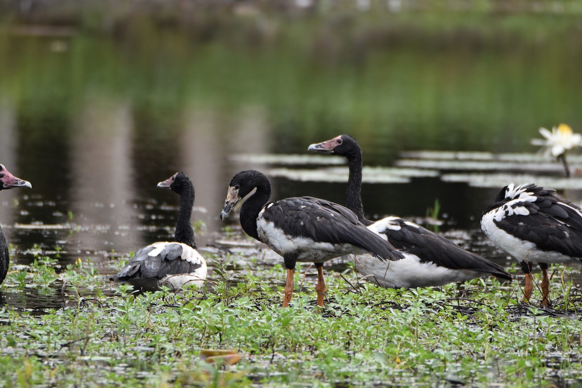 Magpie Goose - ML638255364