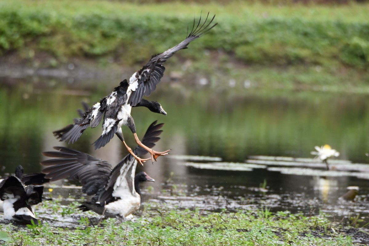 Magpie Goose - ML638255365