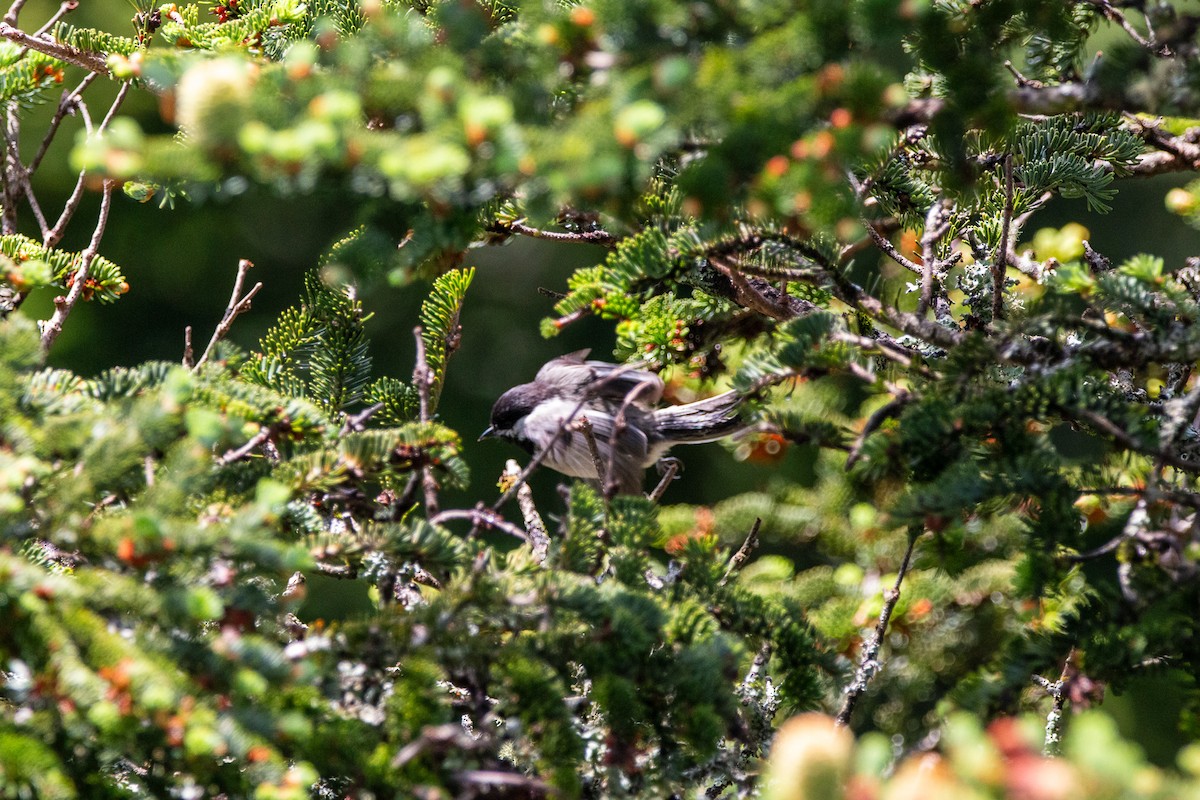 Black-capped Chickadee - ML638255380