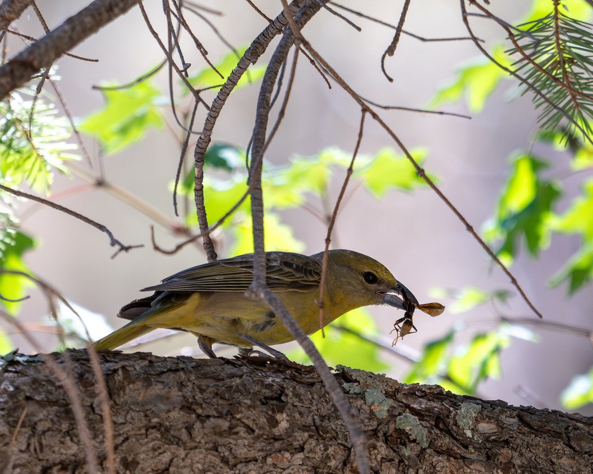 Hepatic Tanager - ML638255403