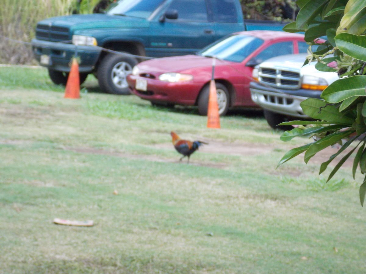 Red Junglefowl (Domestic type) - ML638255407