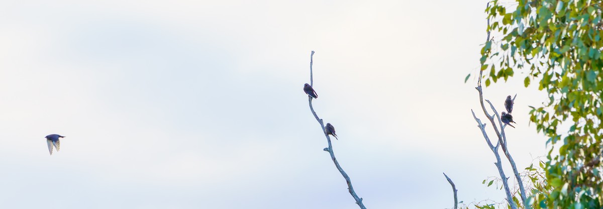 Dusky Woodswallow - ML638255437