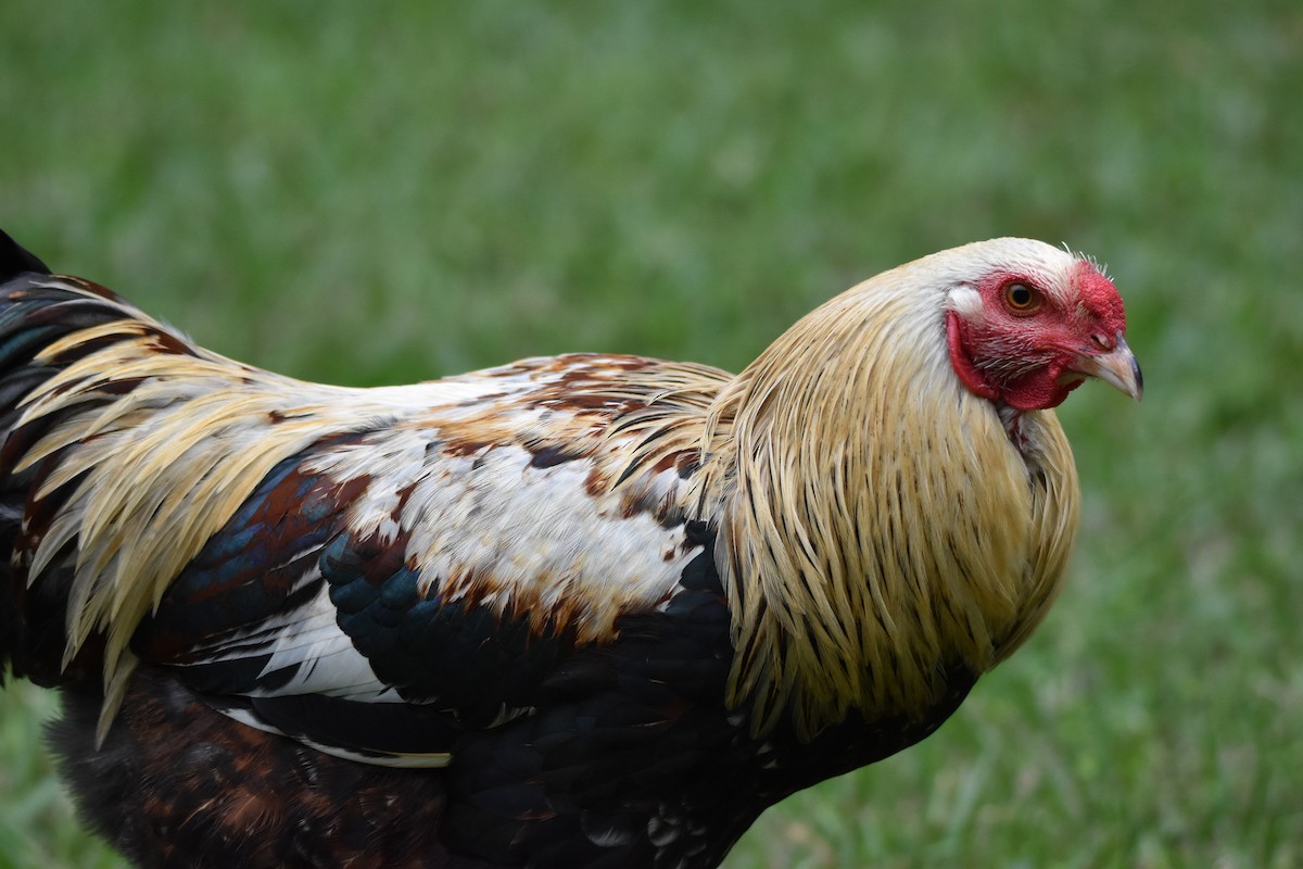 Red Junglefowl (Domestic type) - ML638255467