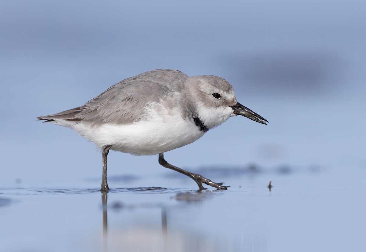 Wrybill - ML638255491