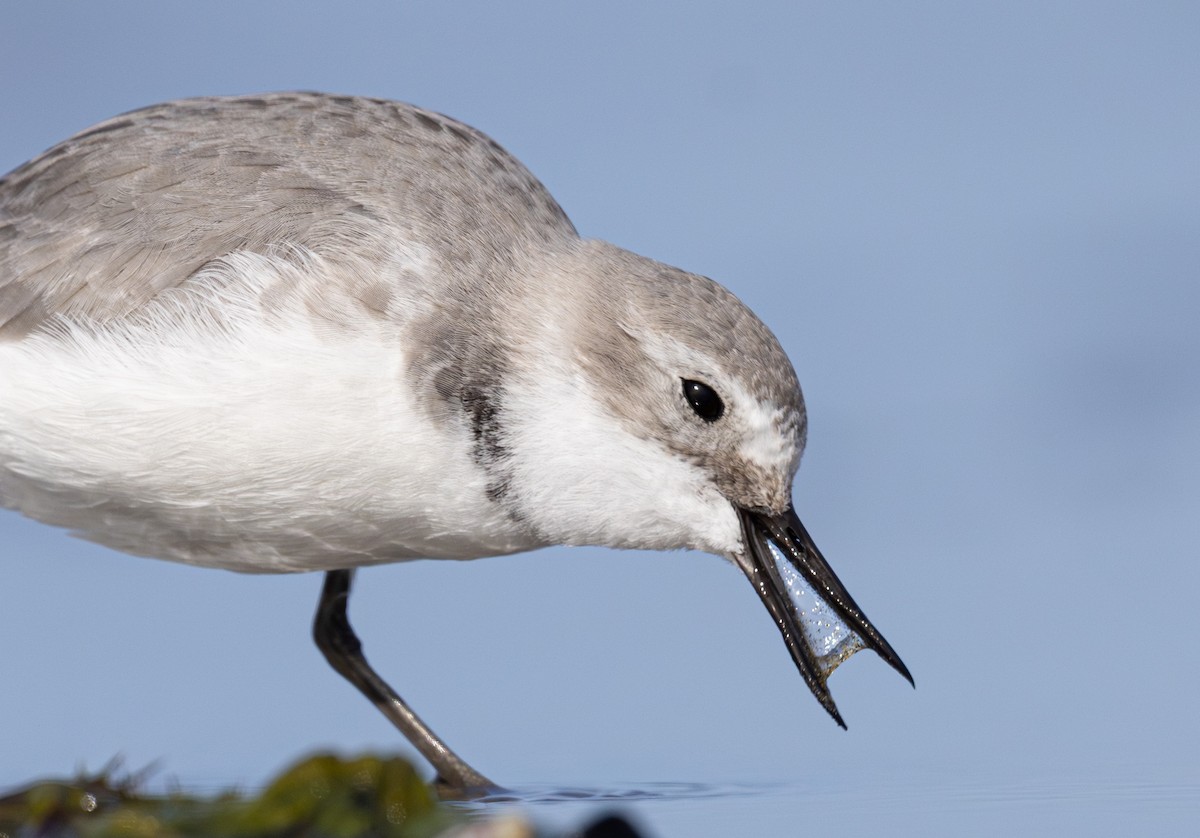 Wrybill - ML638255498