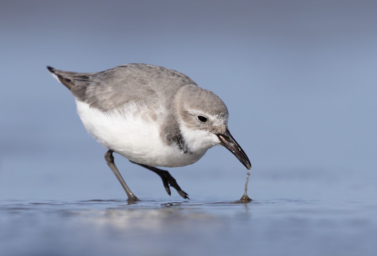 Wrybill - ML638255499