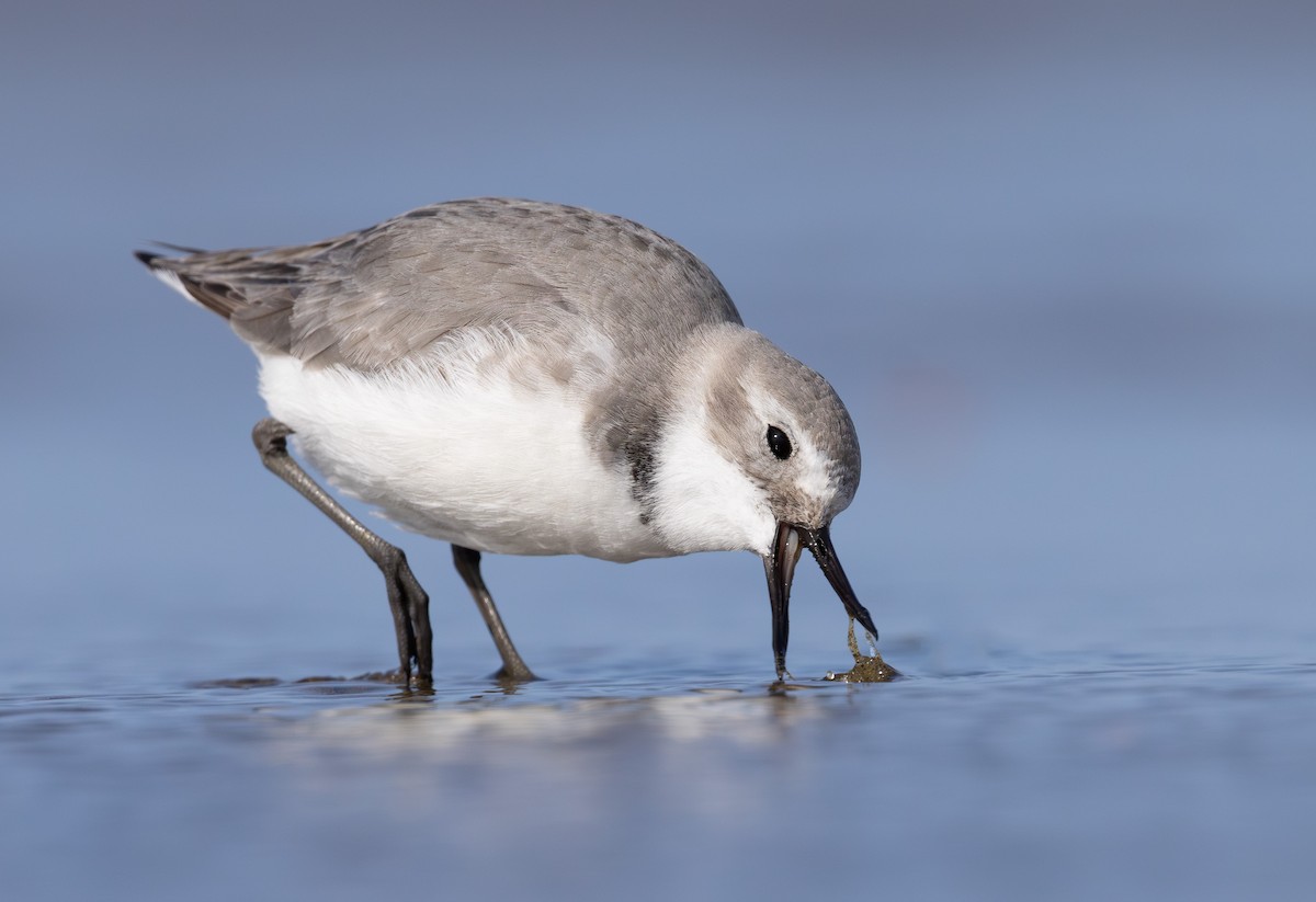Wrybill - ML638255501