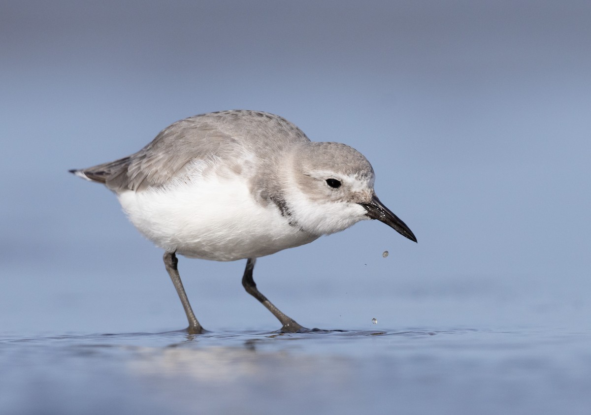 Wrybill - ML638255502