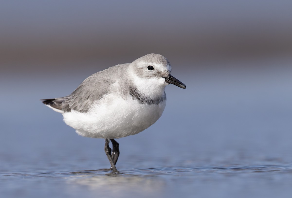 Wrybill - ML638255509