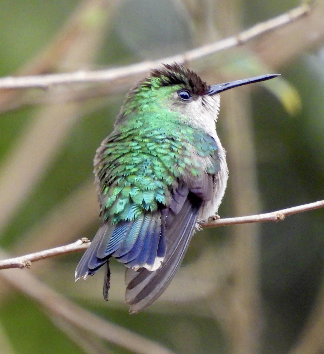Glittering-bellied Emerald - ML638255511
