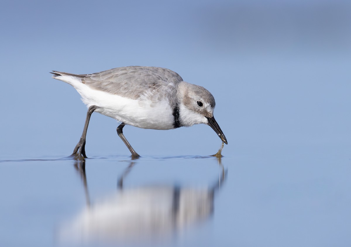 Wrybill - ML638255512