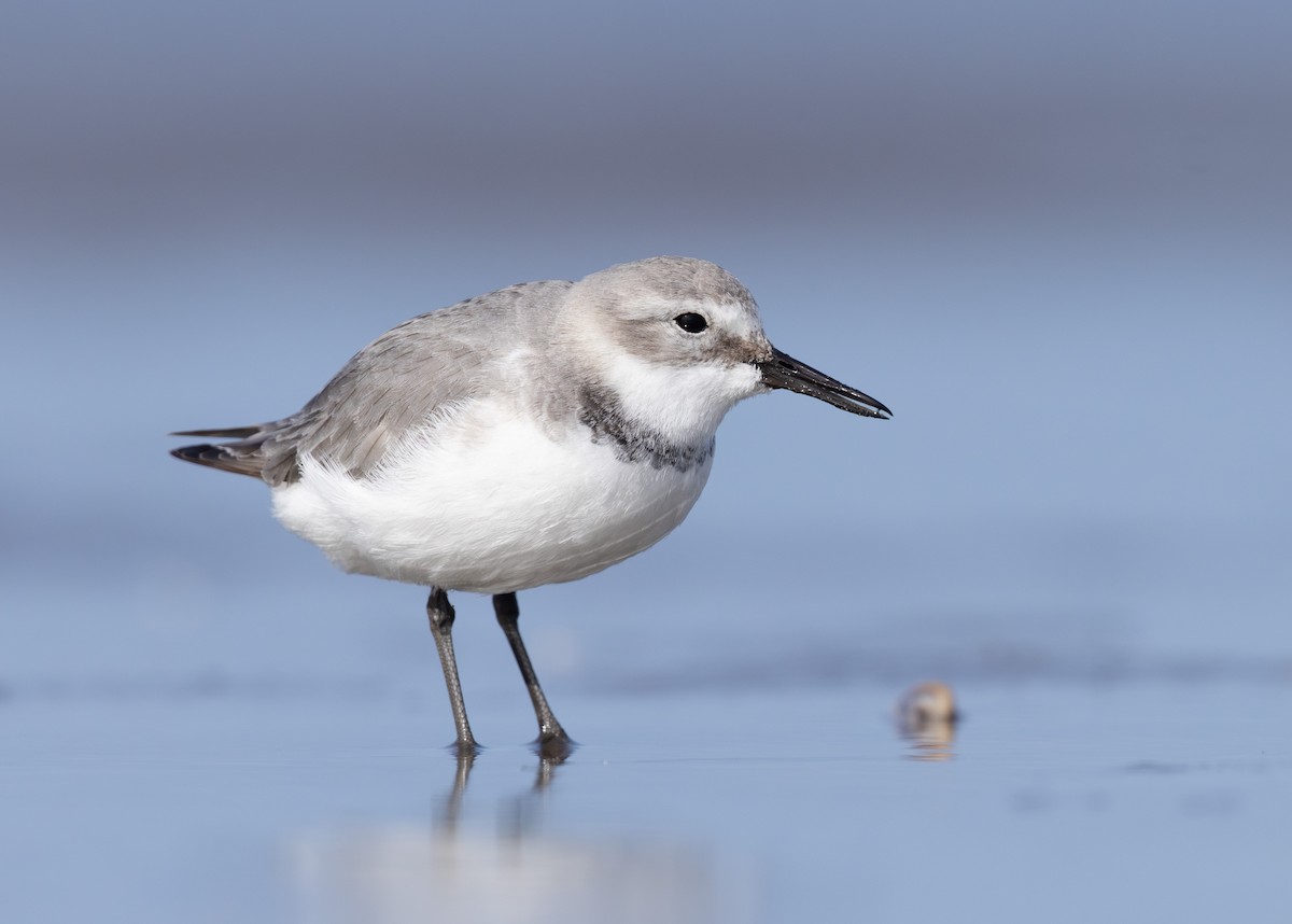 Wrybill - ML638255513