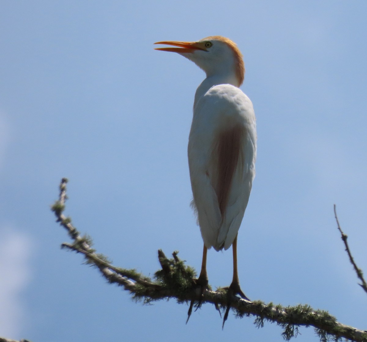 Western Cattle-Egret - ML638255517