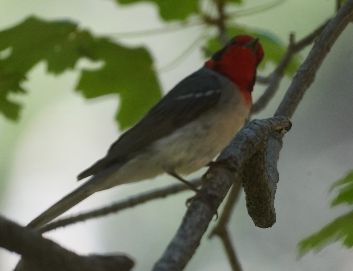 Red-faced Warbler - ML638255535