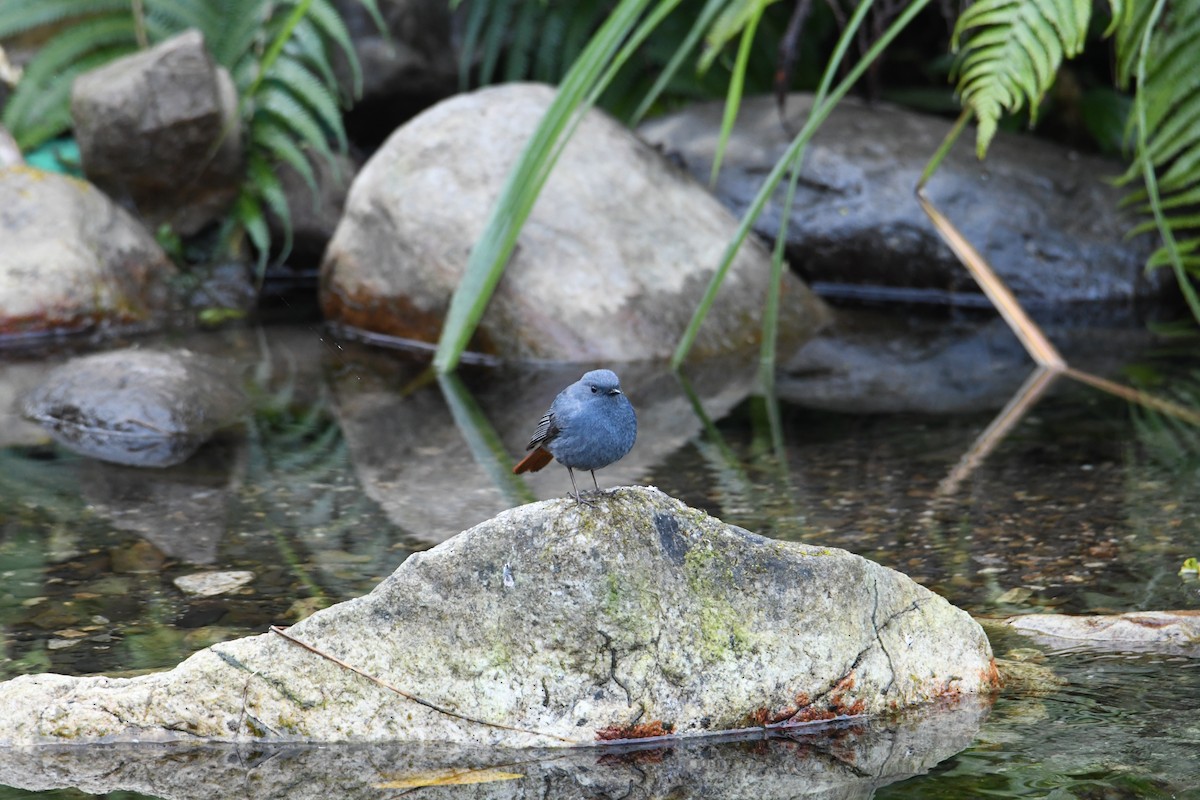 Plumbeous Redstart - ML638255536
