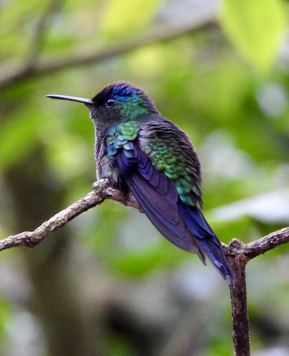 Violet-capped Woodnymph - ML638255541