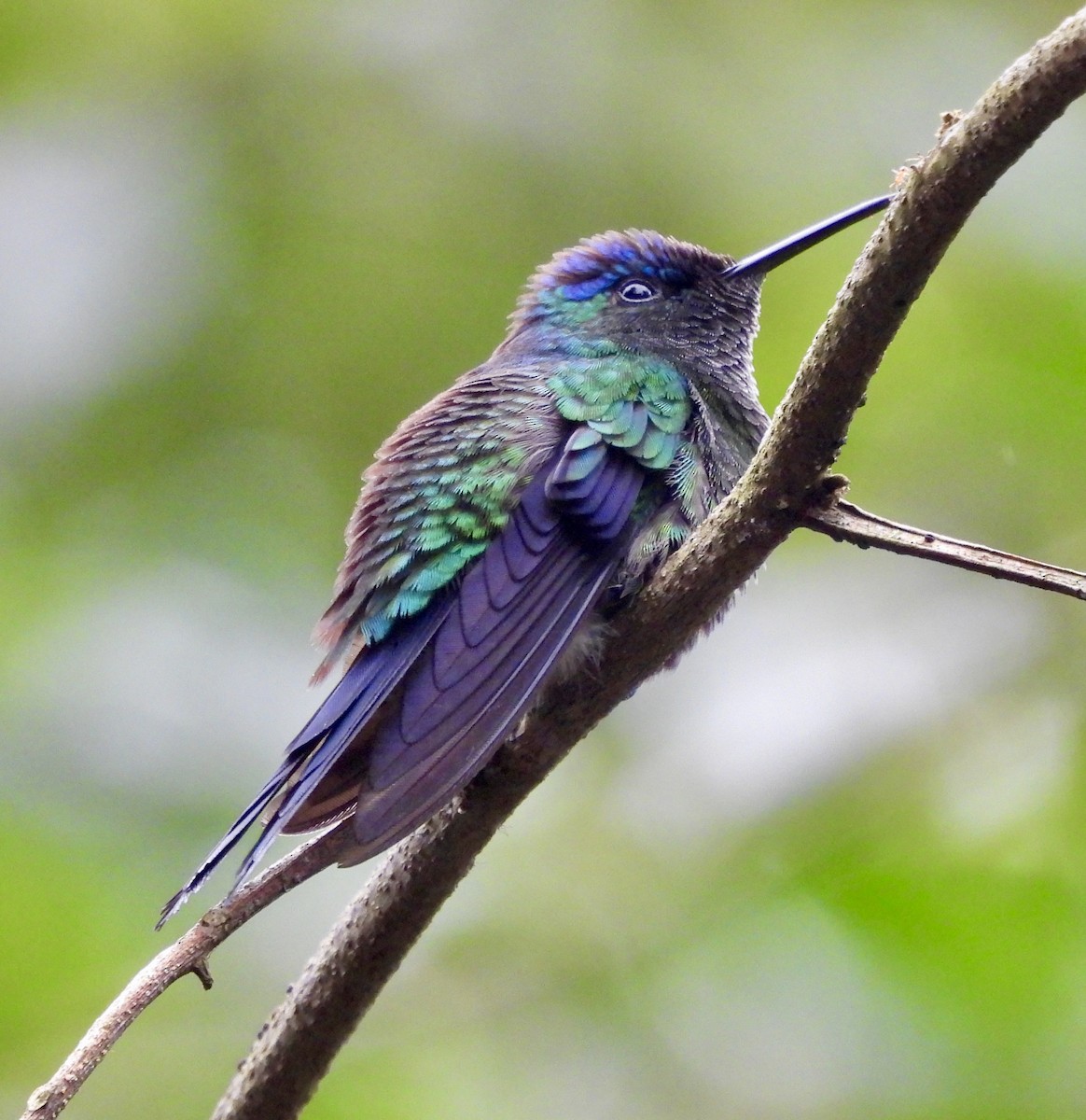 Violet-capped Woodnymph - ML638255542