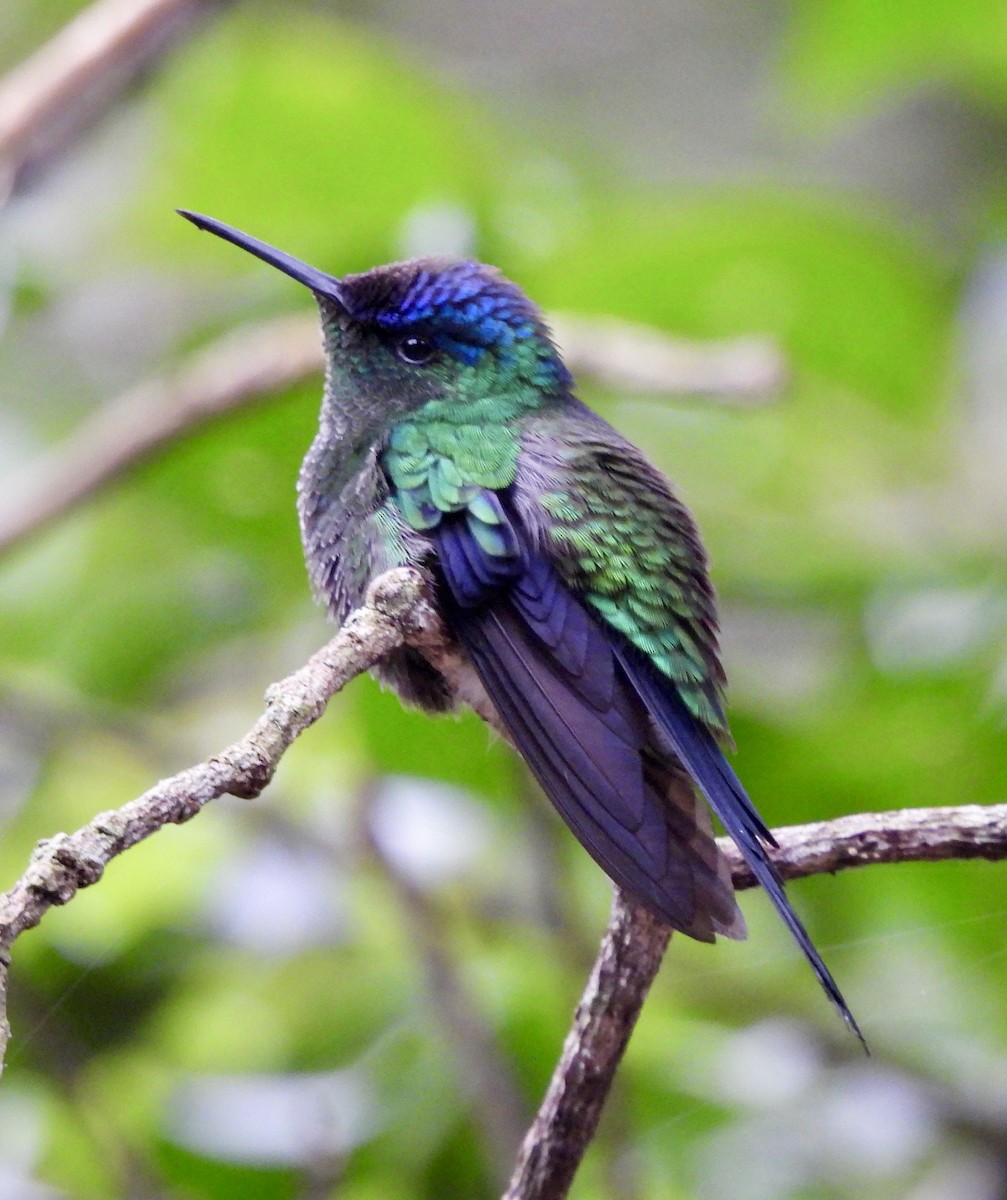 Violet-capped Woodnymph - ML638255543
