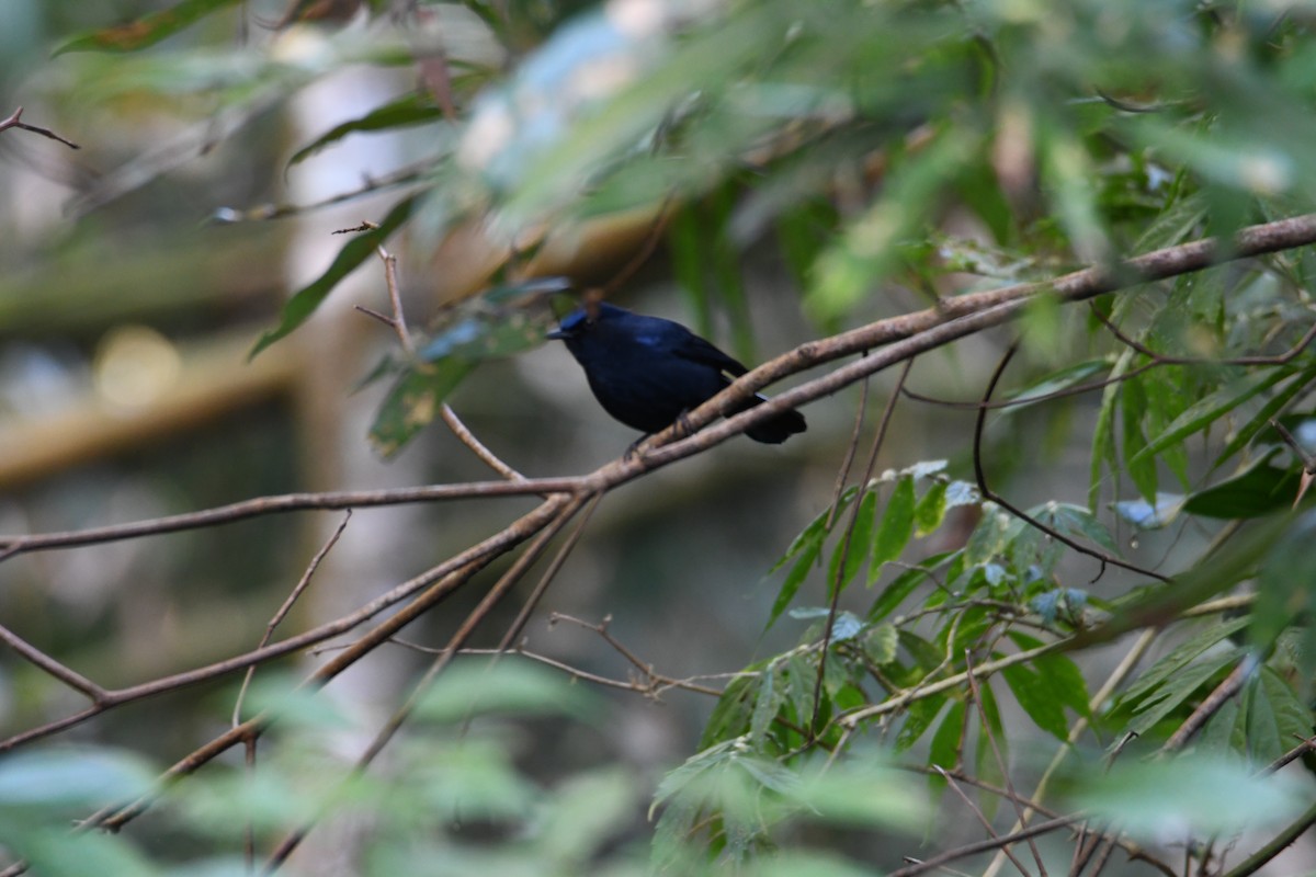 White-tailed Robin - ML638255549