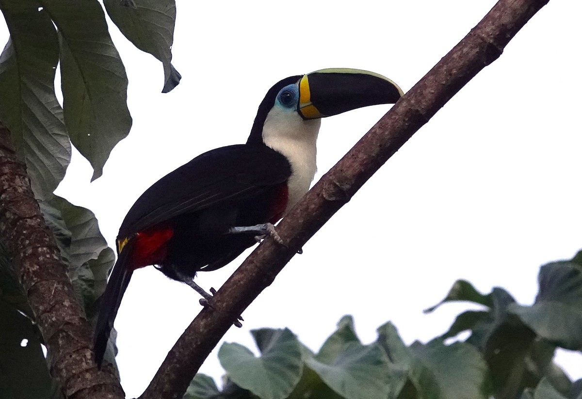 Channel-billed Toucan - ML638255550